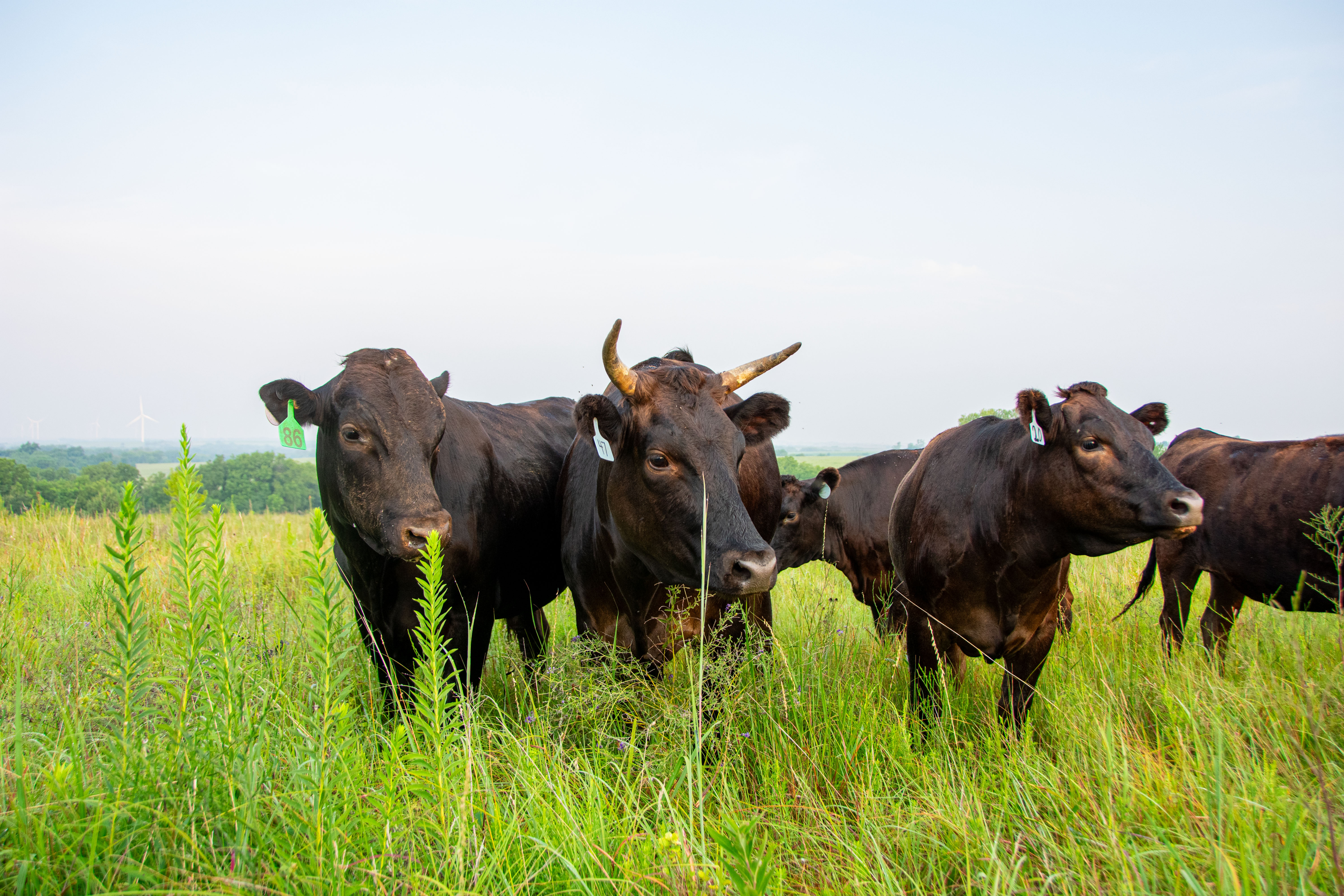Full-Blood Wagyu
